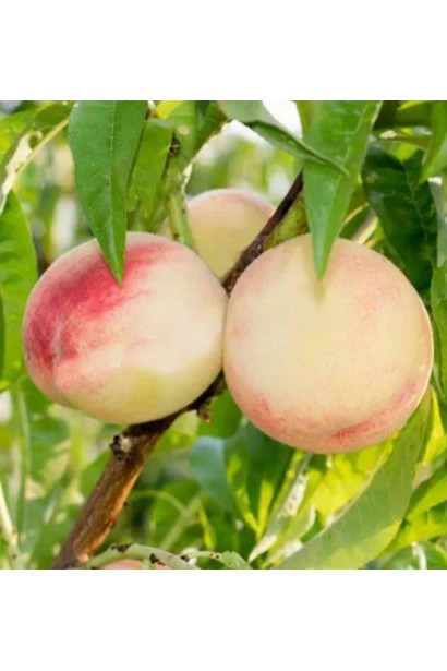 Персик Білий лебідь - круглі плоди кремово-білого кольору